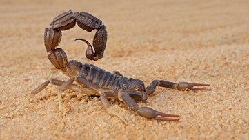 Oregon man pleads guilty to importing live scorpions