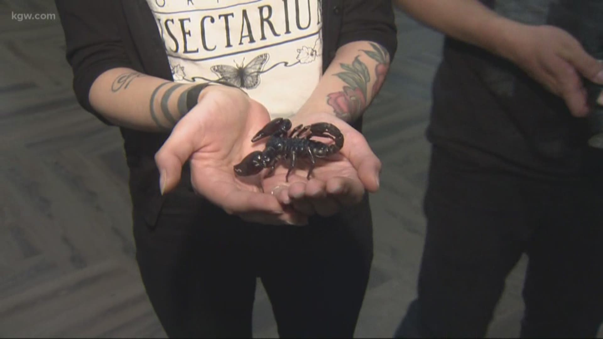 OMSI: After Dark shows off glow-in-the-dark scorpions and other poisonous things.

omsi.edu

#TonightwithCassidy