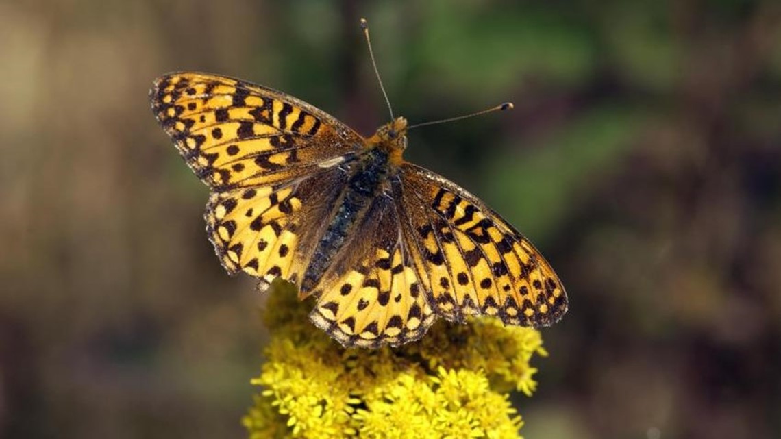 Oregon Zoo working to conserve Oregon silverspot butterfly