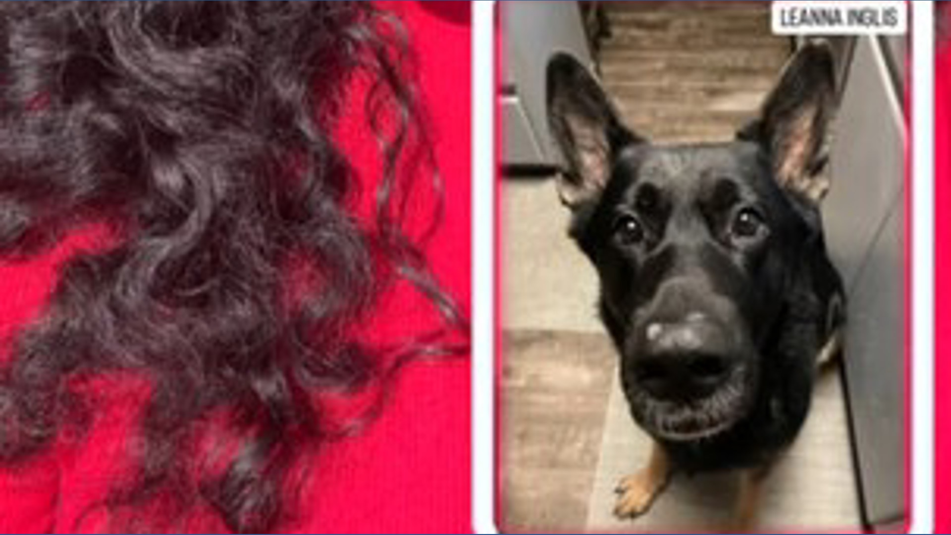 Deputy shoots and kills neighbor's dog | kgw.com