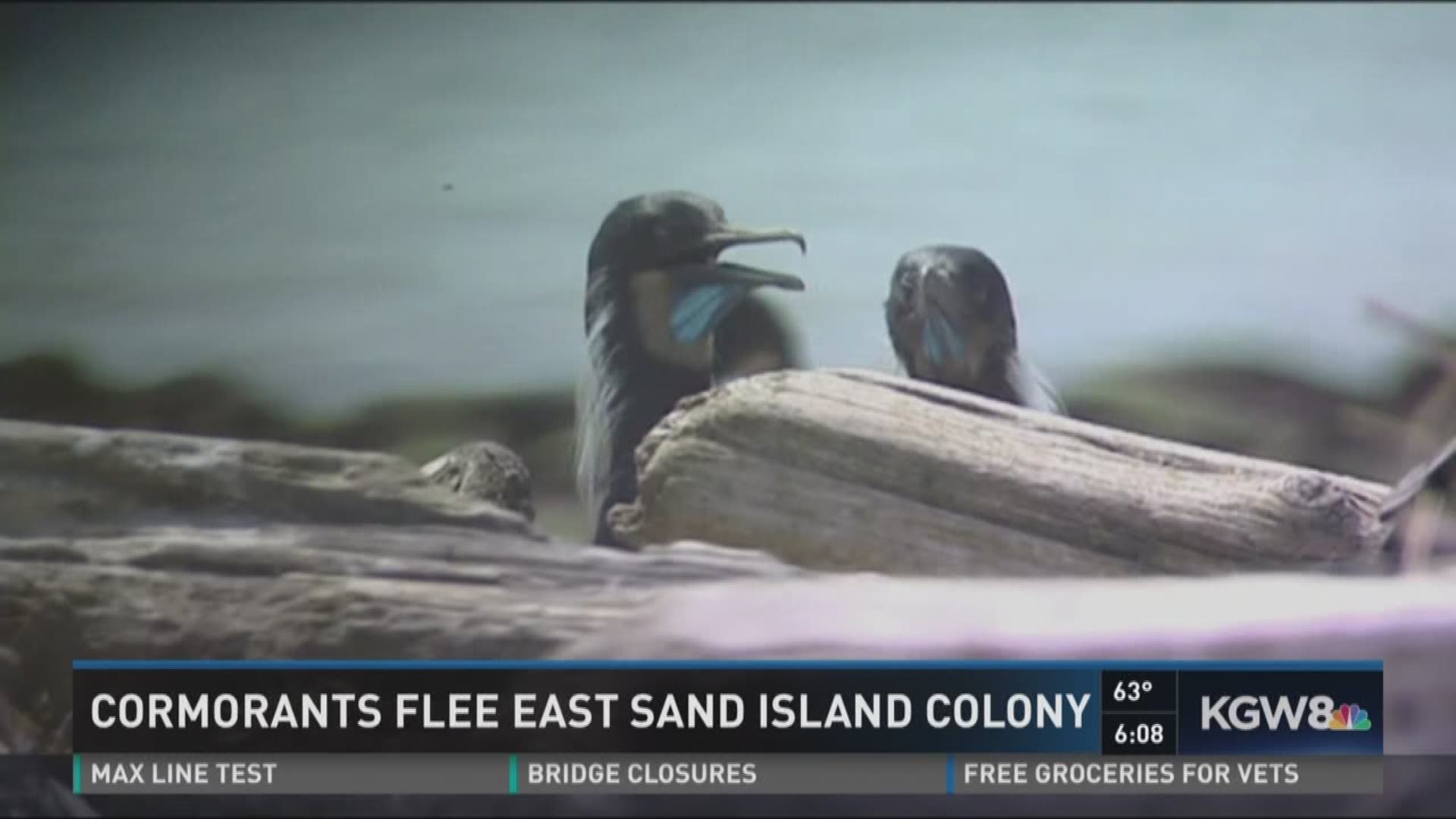 Cormorants flee East Sand Island colony