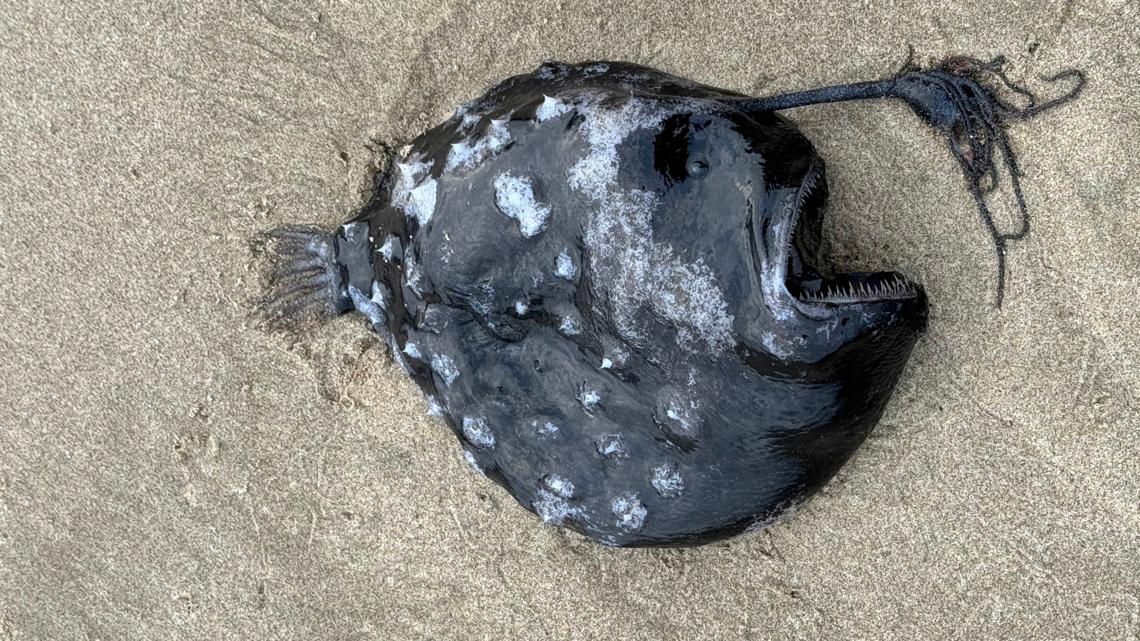 Rare deep-sea angler fish washes up near Cannon Beach - KGW.com