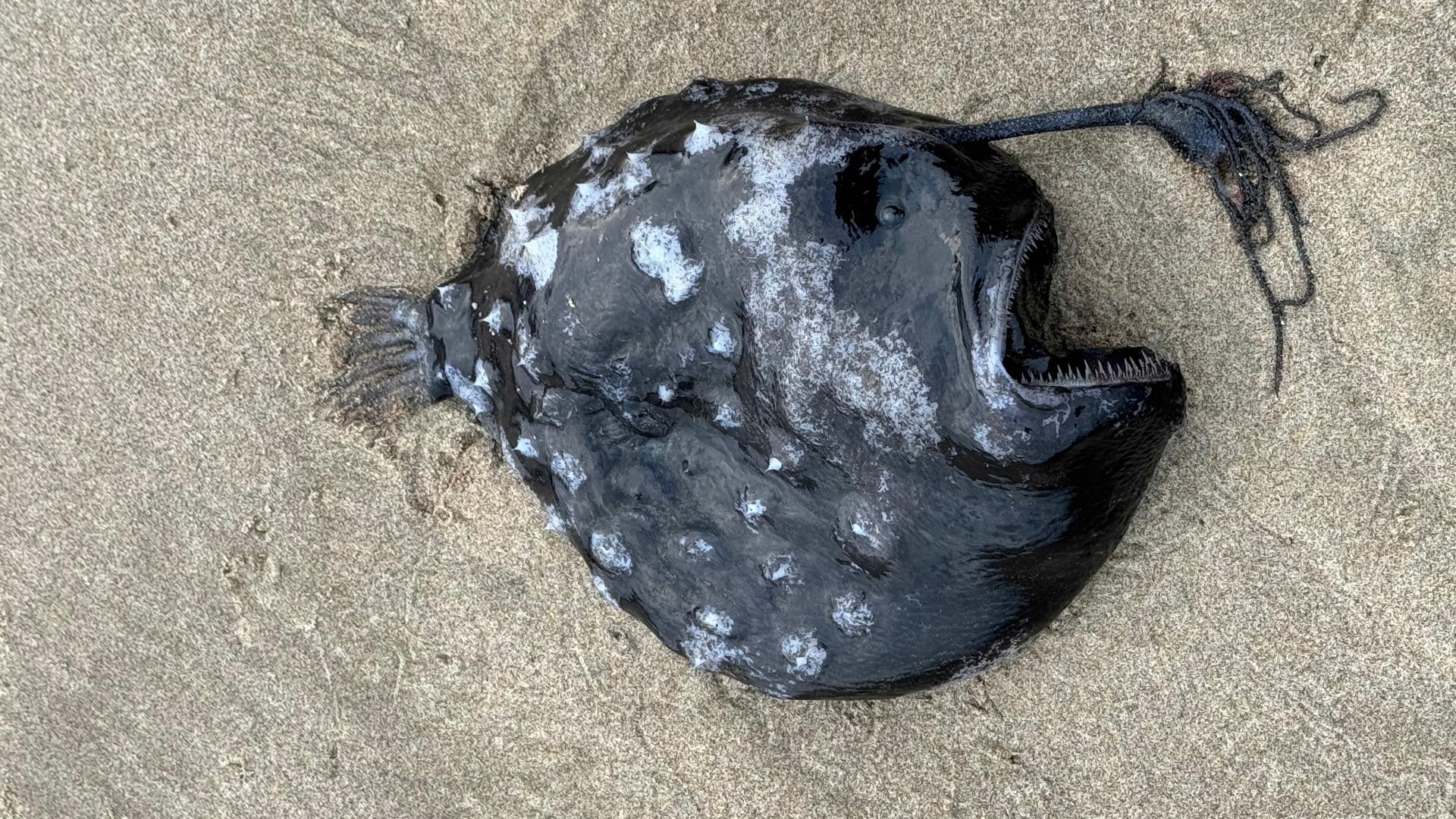 Beachgoers were surprised by a creature south of Cannon Beach. Seaside Aquarium said it's their first known deep-sea angler fish reported on the Oregon Coast.