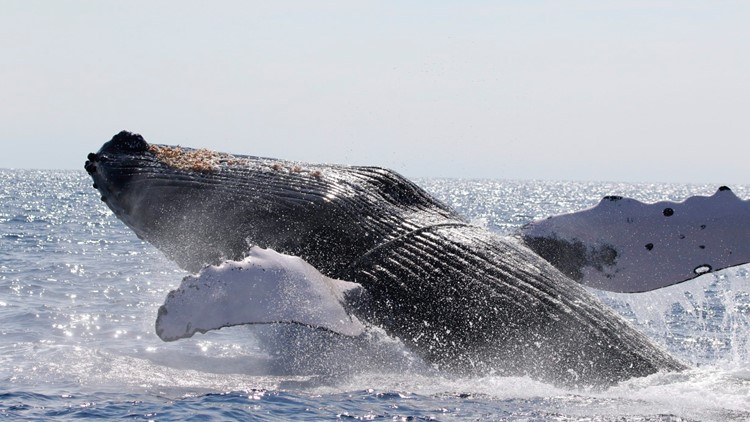 US judge wants plan to protect humpback whales from fishery