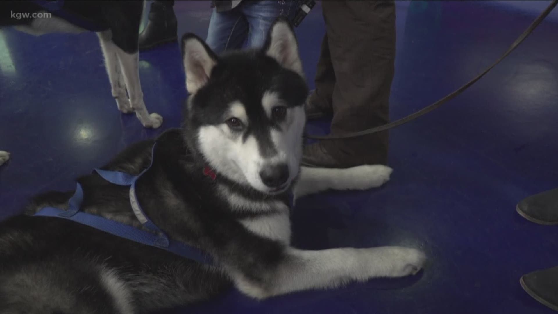 This year, Snowvana will feature sled dog rides on an 80' long track.
snowvana.com
#TonightwithCassidy