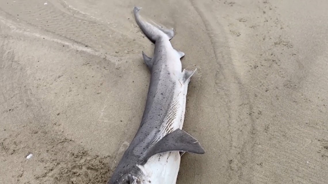 Gill Fishing: More than 70 sharks found dead on beach, Coast Guard