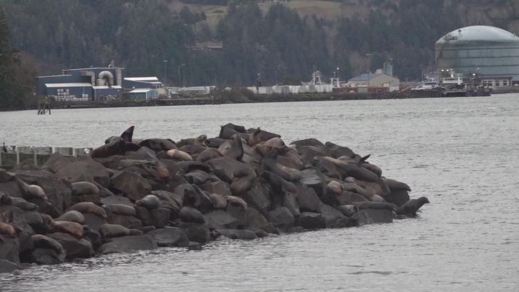 Newport sea lion docks destroyed in winter storm | kgw.com