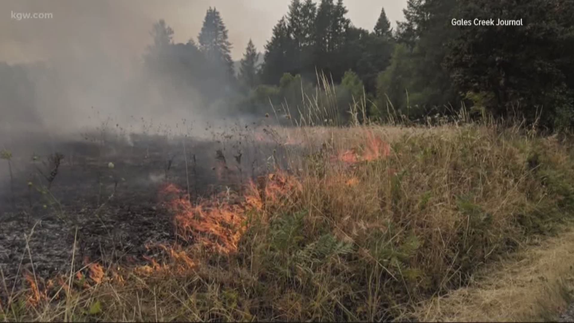 Brush fire burns in Forest Grove