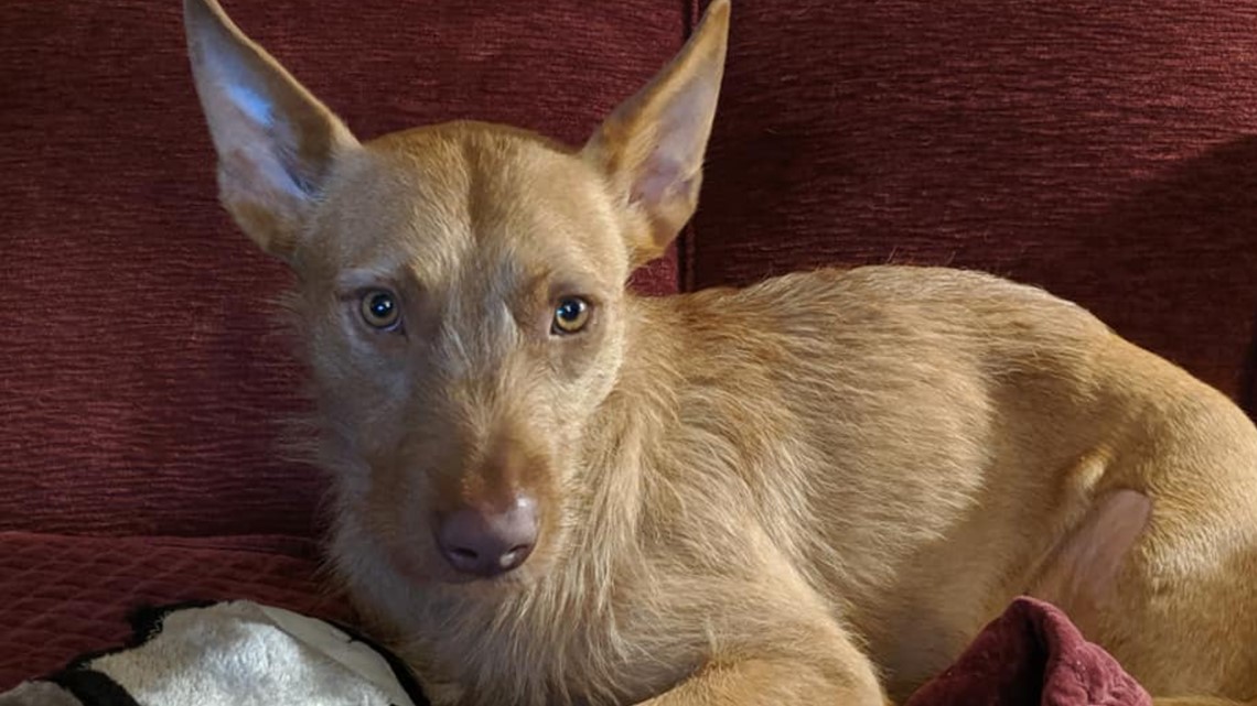 'Bring Bodie Home' A 6month search for a missing 3legged dog