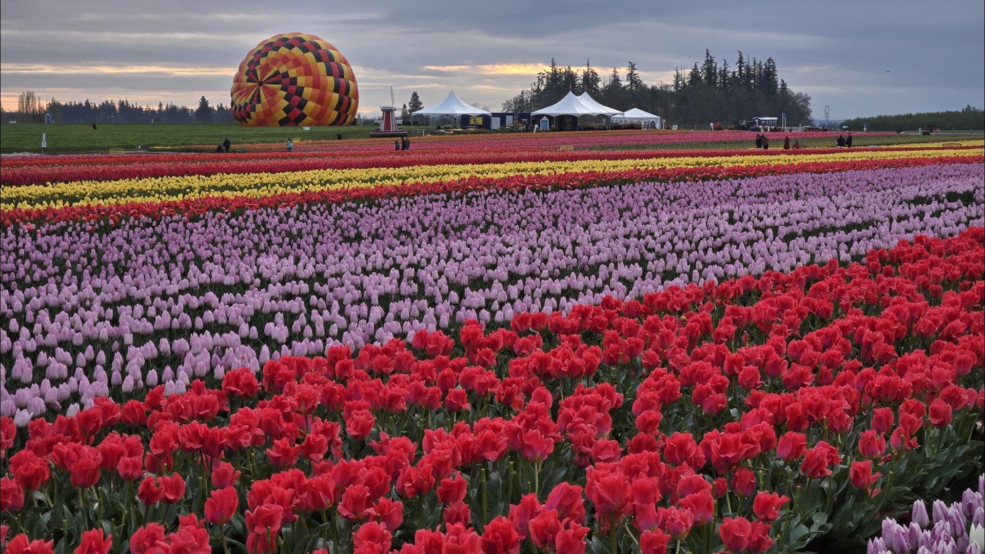 Wooden Shoe Tulip Festival in full bloom | kgw.com