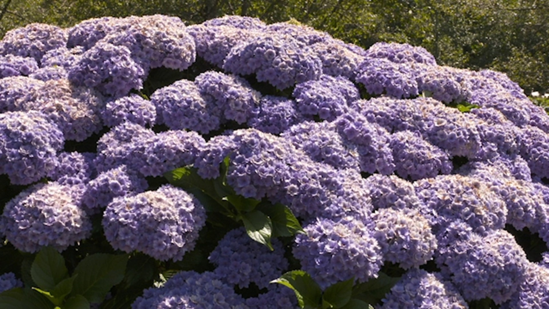 Grant’s Getaways: Oregon’s Hydrangea Ranch | kgw.com