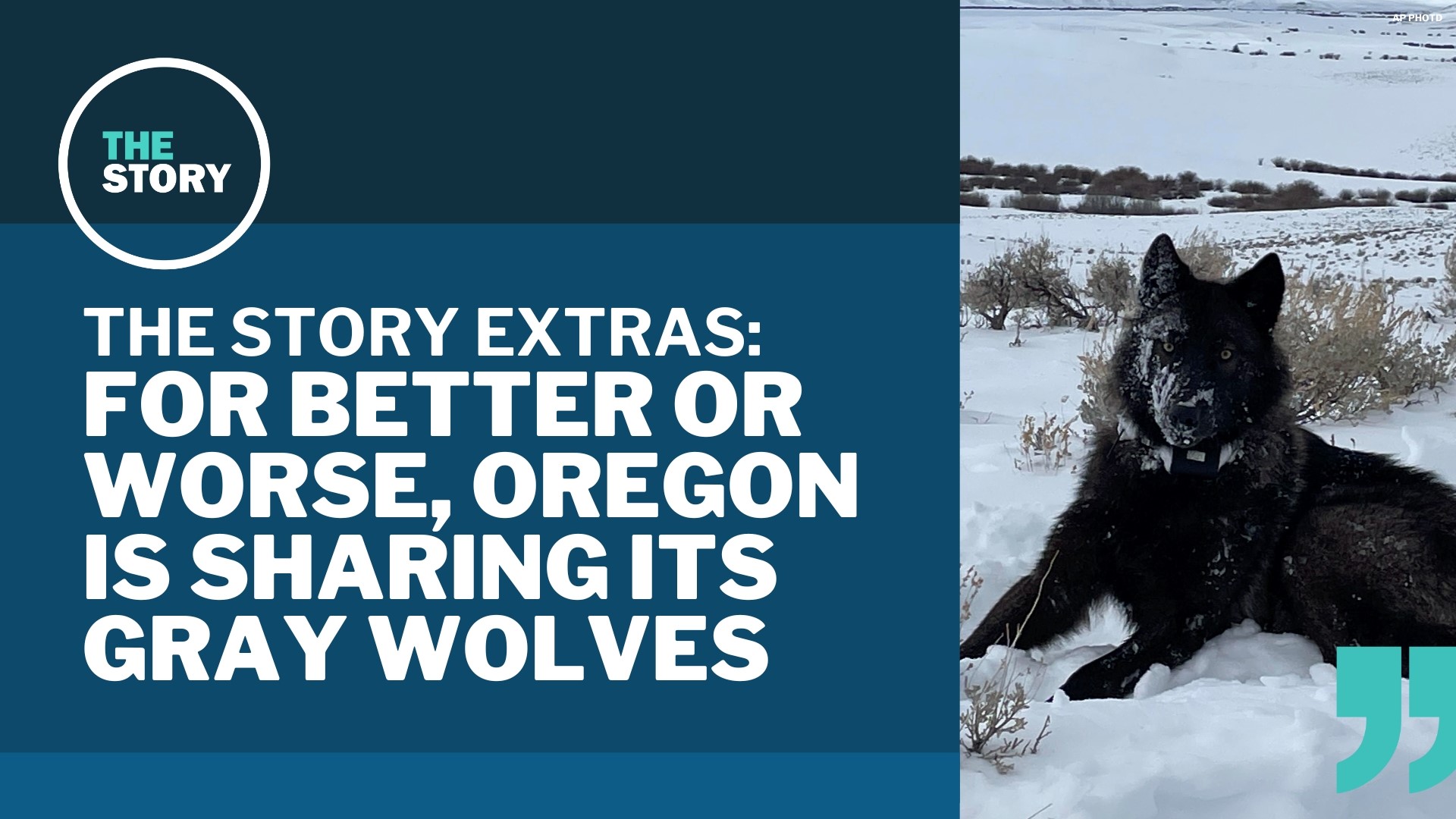 While gray wolves have been rebounding in Oregon, the last few years have been tough on them in terms of losses to various causes, now including a move to Colorado.