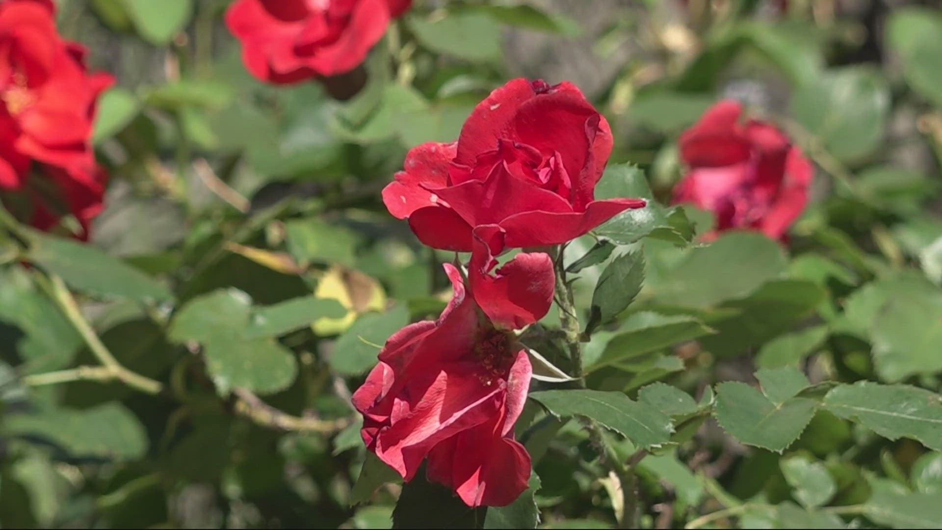 With the Portland area sweltering this weekend and into next week, plants need extra care. A local nursery has some advice on how to keep them alive.