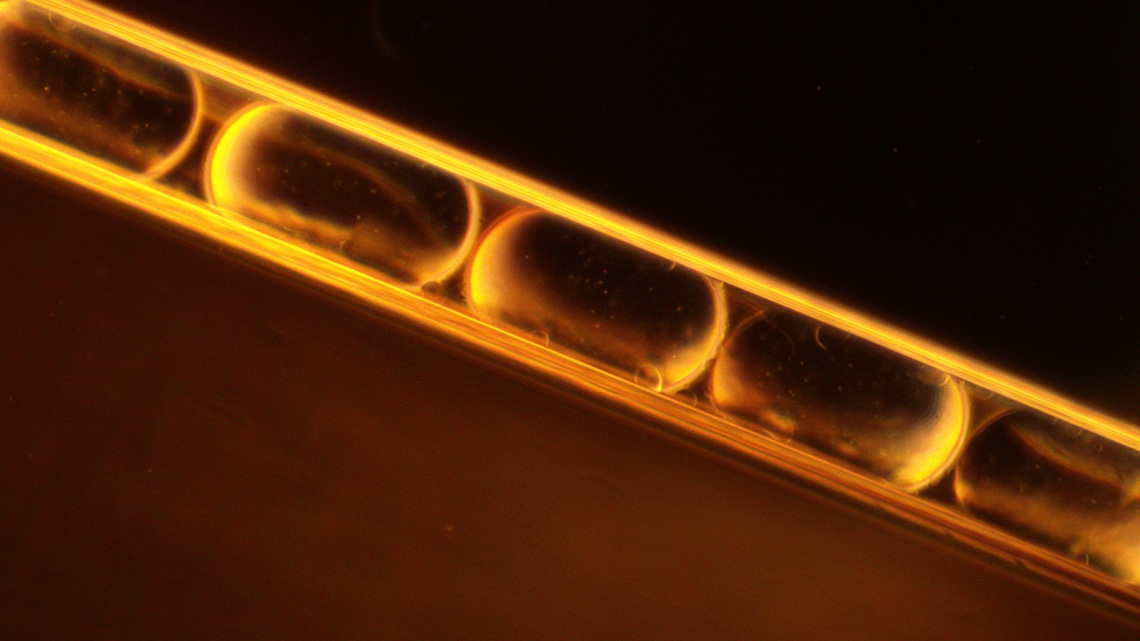 Portland biotech startup receives millions from National Science Foundation