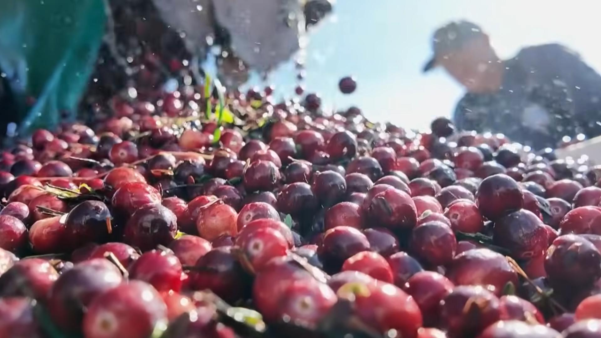 Beyond the bog: Exploring 140 years of cranberry history in Long Beach