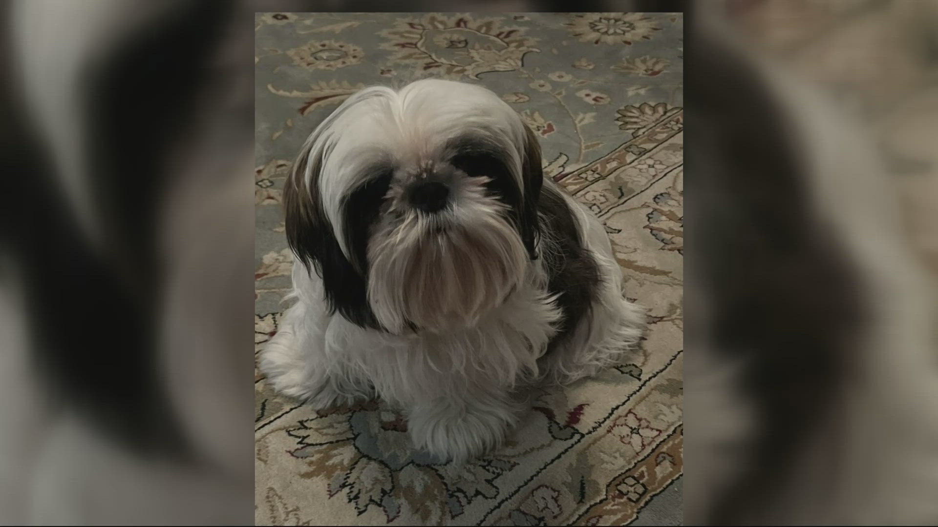 A Portland man is pleading with the public to help bring his dog, Banjo, home after someone attempted to break into his house.
