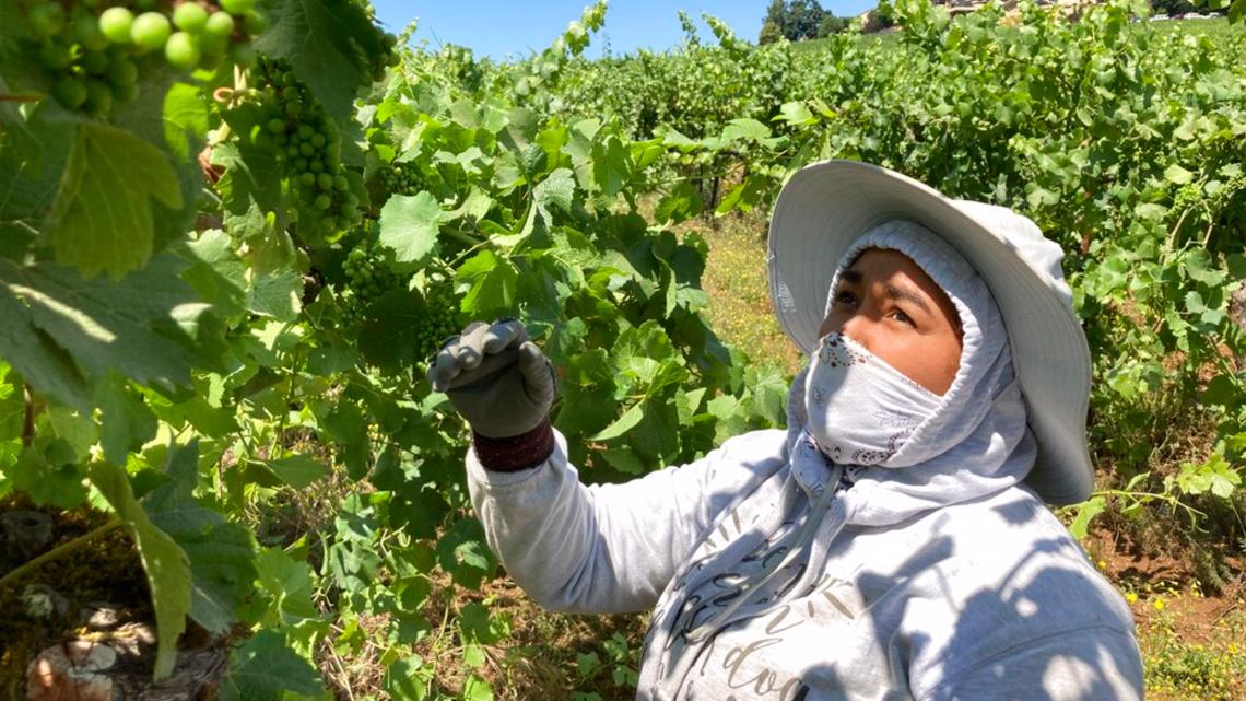 Oregon passed a farmworker overtime law. According to California workers, their state's law has cost them