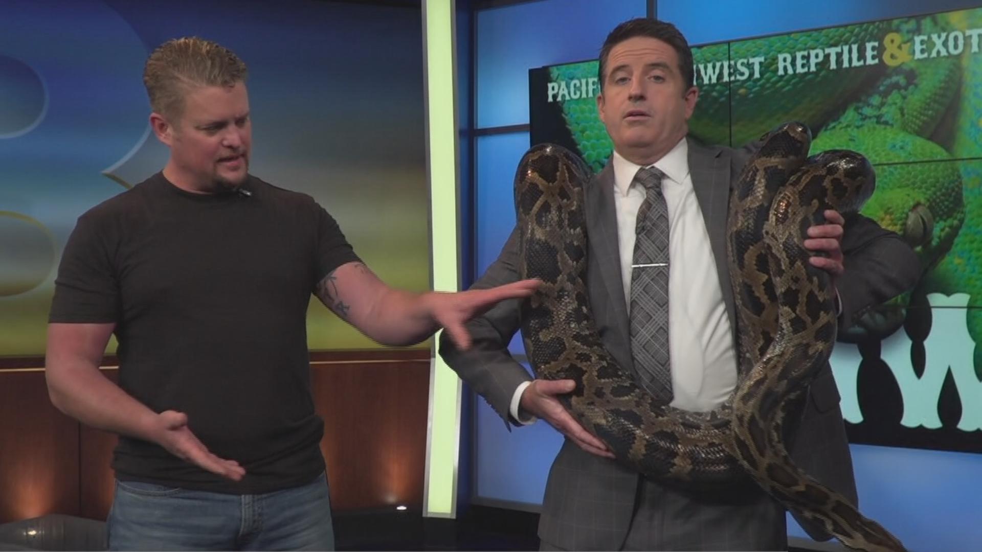 Animals including albino green iguanas, an Asian water monitor and an 80 pound snake were in the KGW studio Thursday morning.