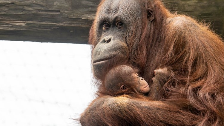 Celebrating Oregon Zoo moms on this Mother’s Day weekend