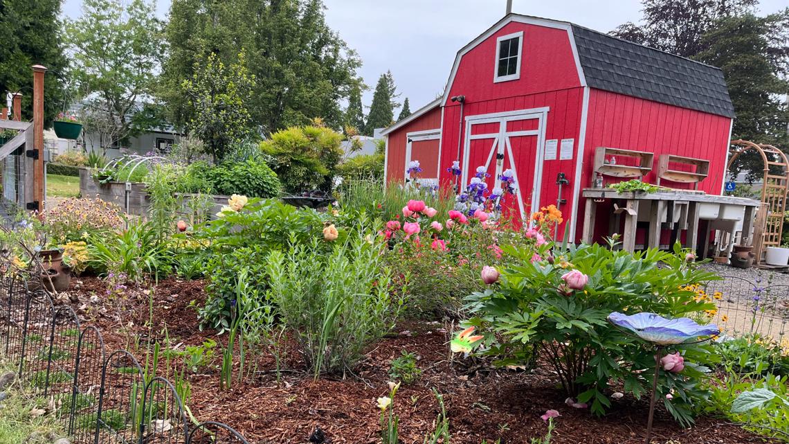 Gardening offers therapeutic healing for veterans in Vancouver - Vimarsana News