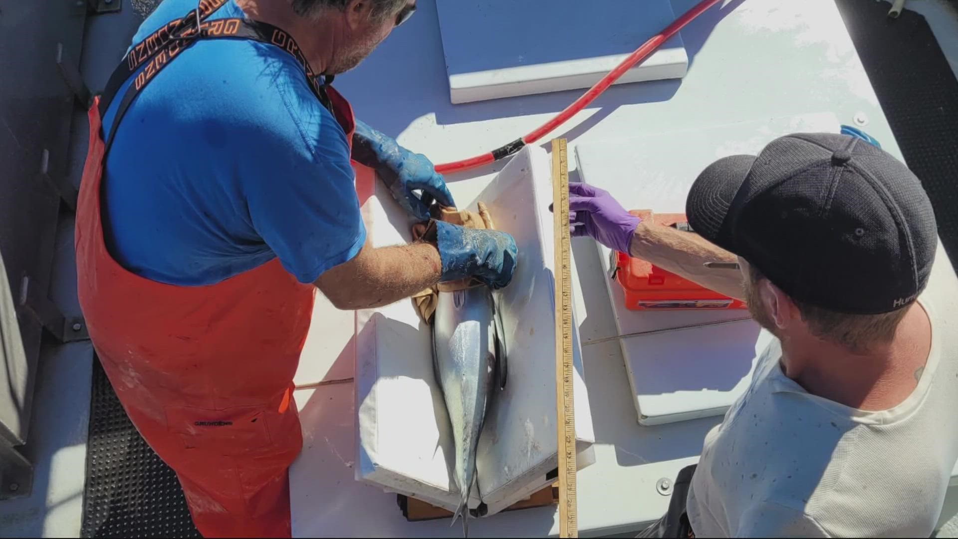 Fishermen off the Oregon coast are helping NOAA tag albacore tuna by surgically implanting antennae into the fish.