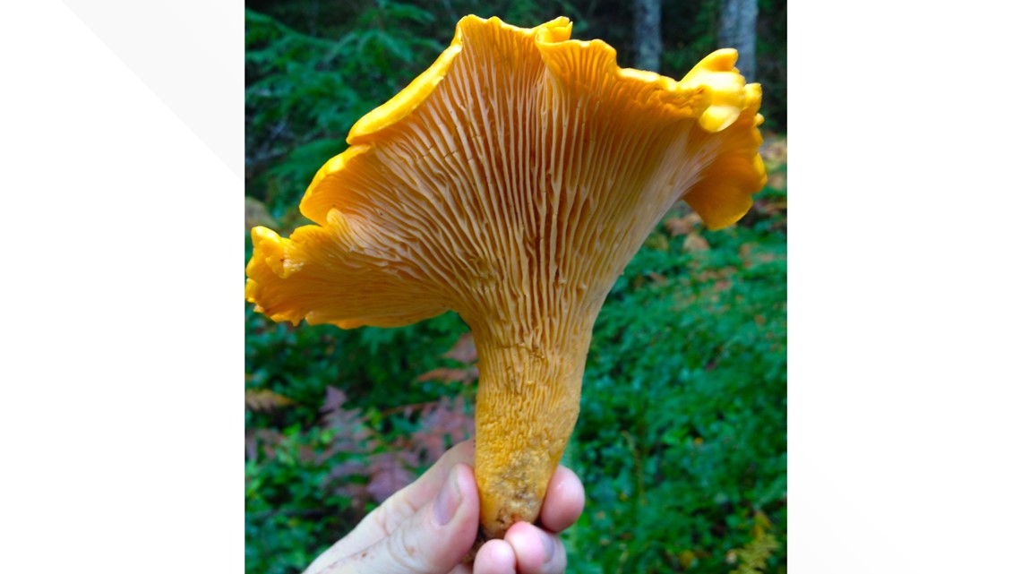 There's Gold in the Hills! Golden Chanterelle Mushroom Season