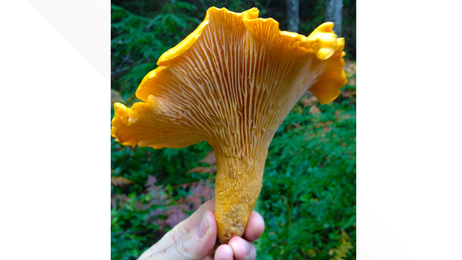There's Gold in the Hills! Golden Chanterelle Mushroom Season
