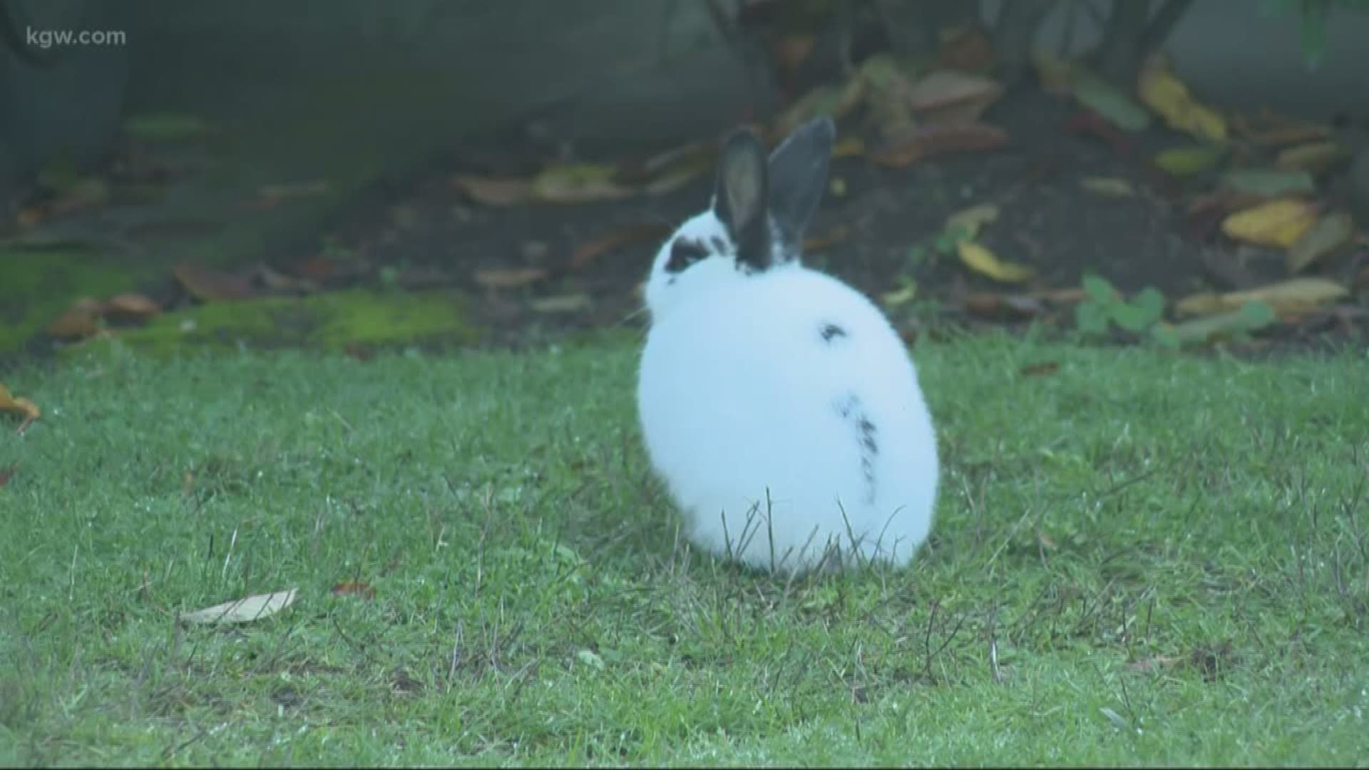 Bunnies are taking over Northeast Vancouver.