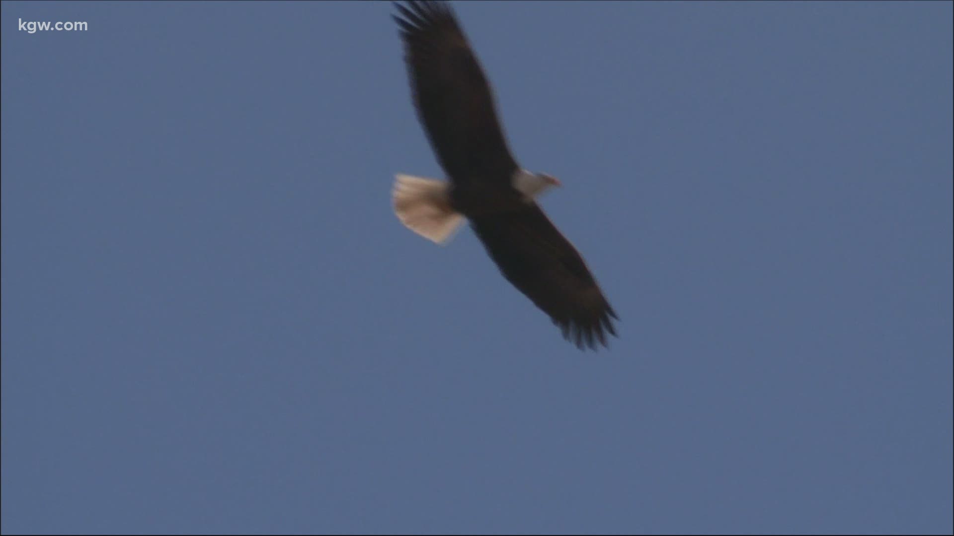 This week, Grant McOmie shows us the dawn fly-out of the largest gathering of bald eagles in America.