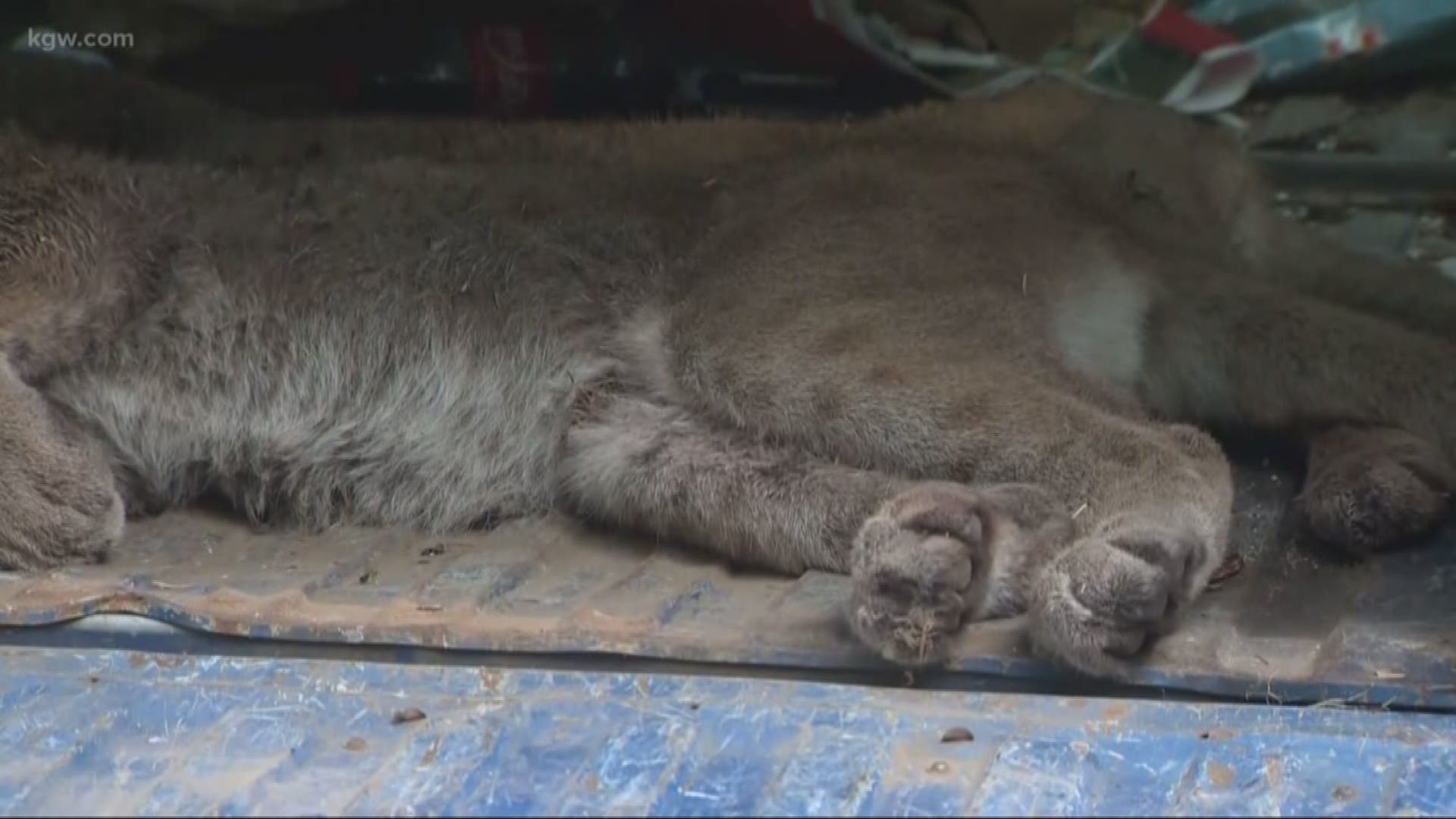 A Corbett man shot two cougars, one of which hissed and stared at him.