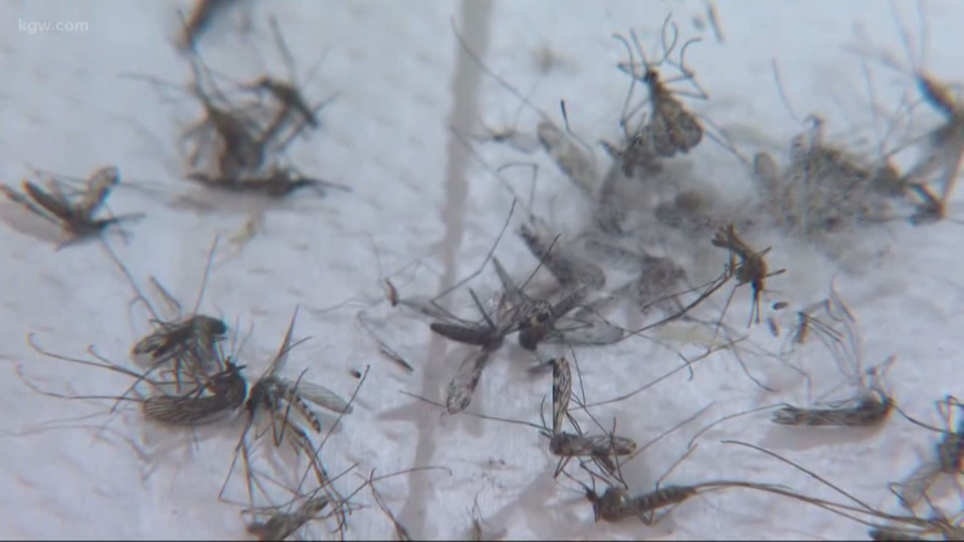 It's looking like a nasty mosquito season is on the way.