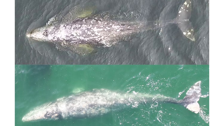 Orange Knuckles, Sole and Equal: Website tracks Oregon's gray whales by name and habits