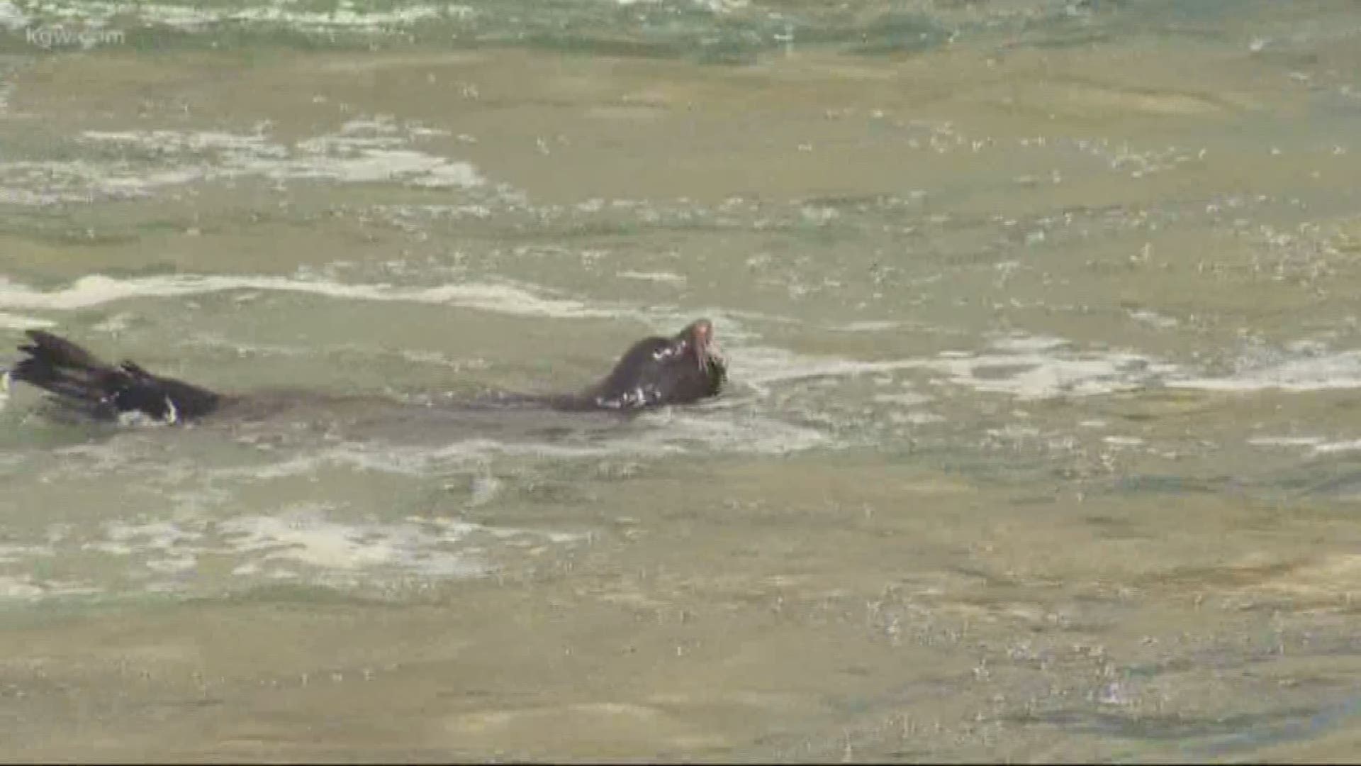 Wildlife officials say killing sea lions is important to save fish.