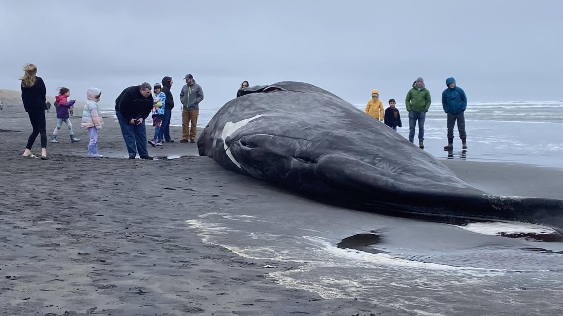 Third dead whale in a week washes up on Oregon coast - The San Diego  Union-Tribune