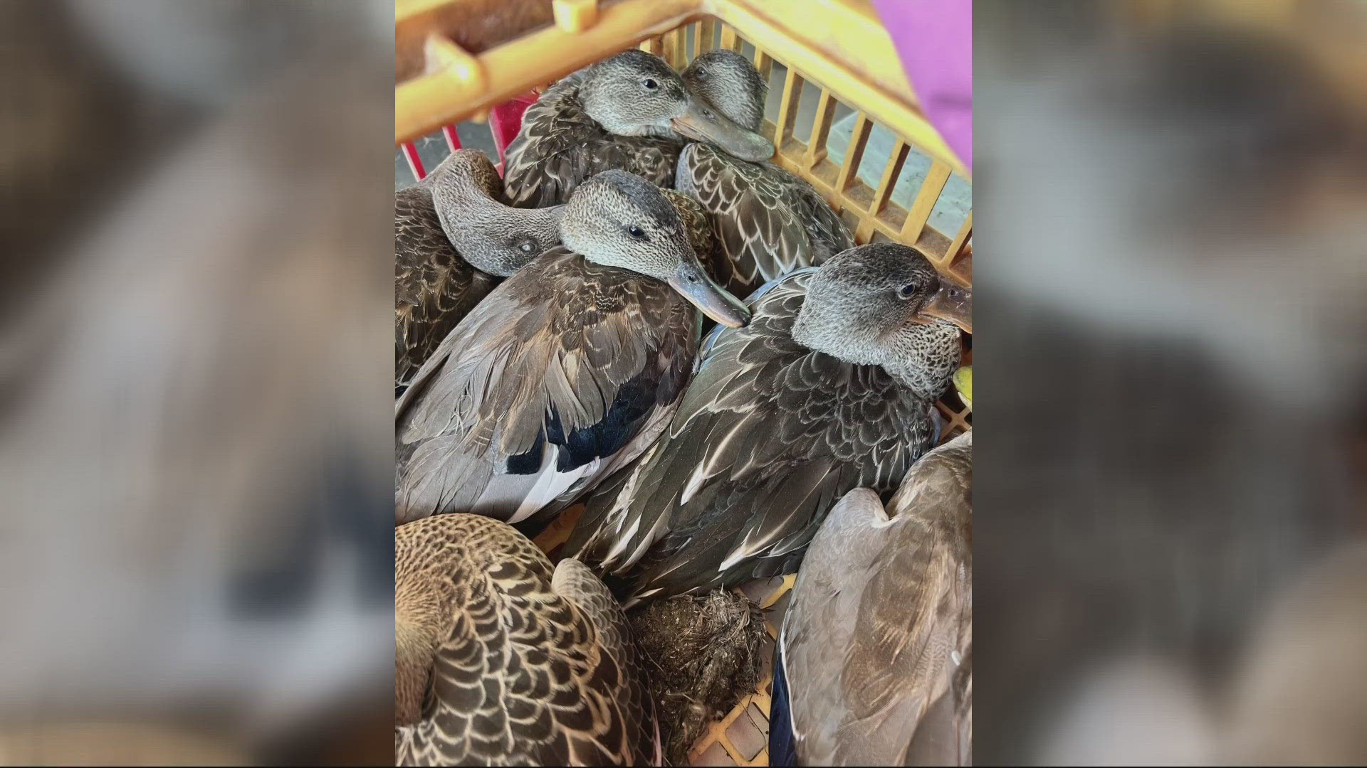 The outbreak has led to the death of over 75,000 birds at the Tule Lake National Wildlife Refuge in the Klamath Basin.