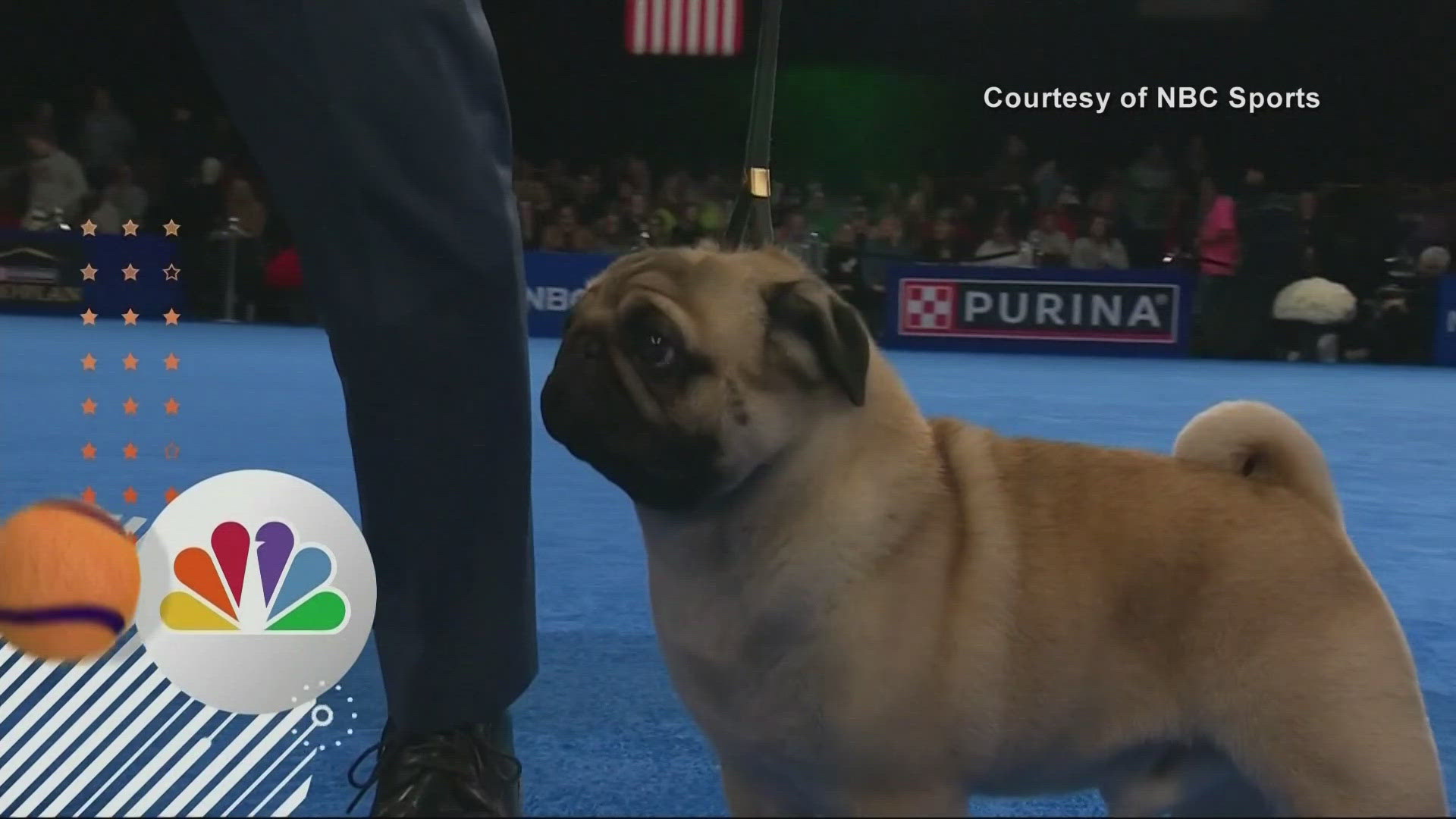 Vito the pug swept the national annual competition this Thanksgiving.