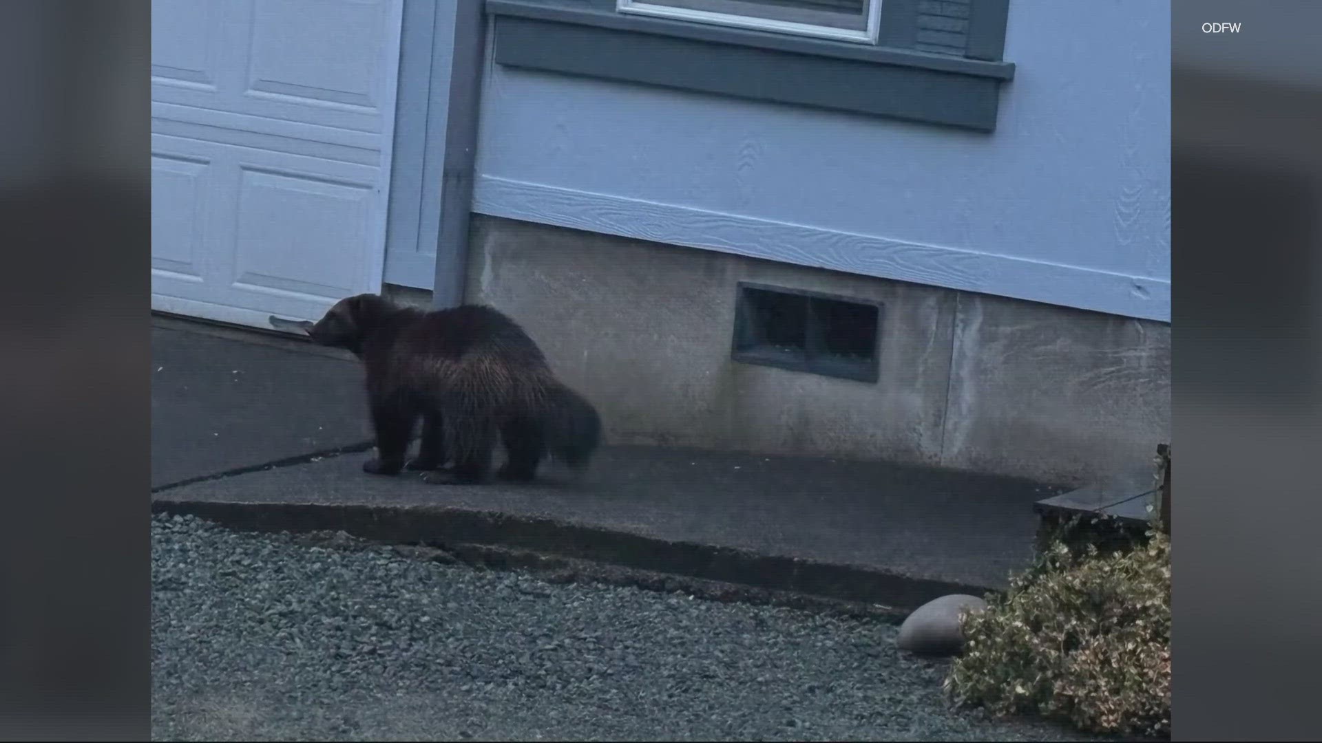 Wolverines have been recently reported in Nehalem, Netarts and Newport, according to the Oregon Department of Fish and Wildlife.
