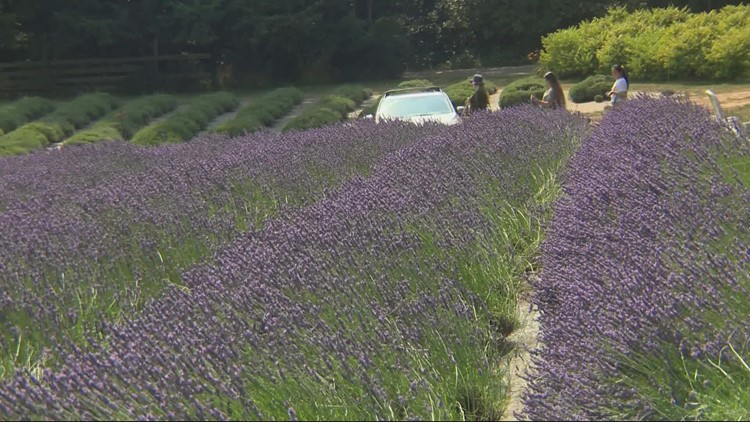 Newberg u-pick farm teaches visitors the lavender arts
