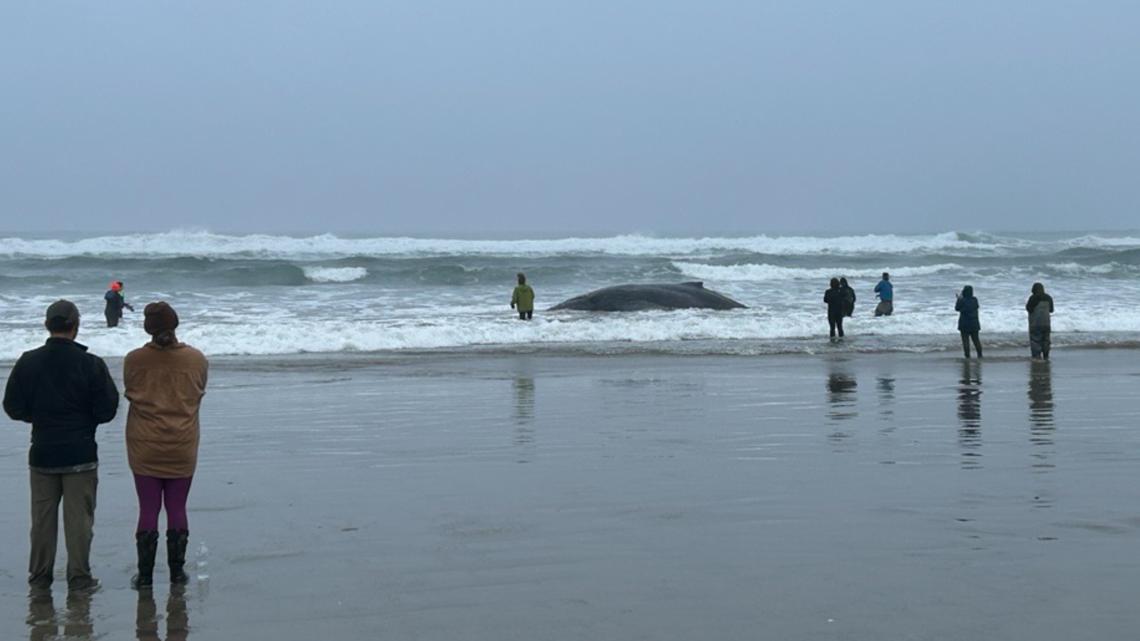 Humpback whale beached near Yachats, officials ask visitors to keep away