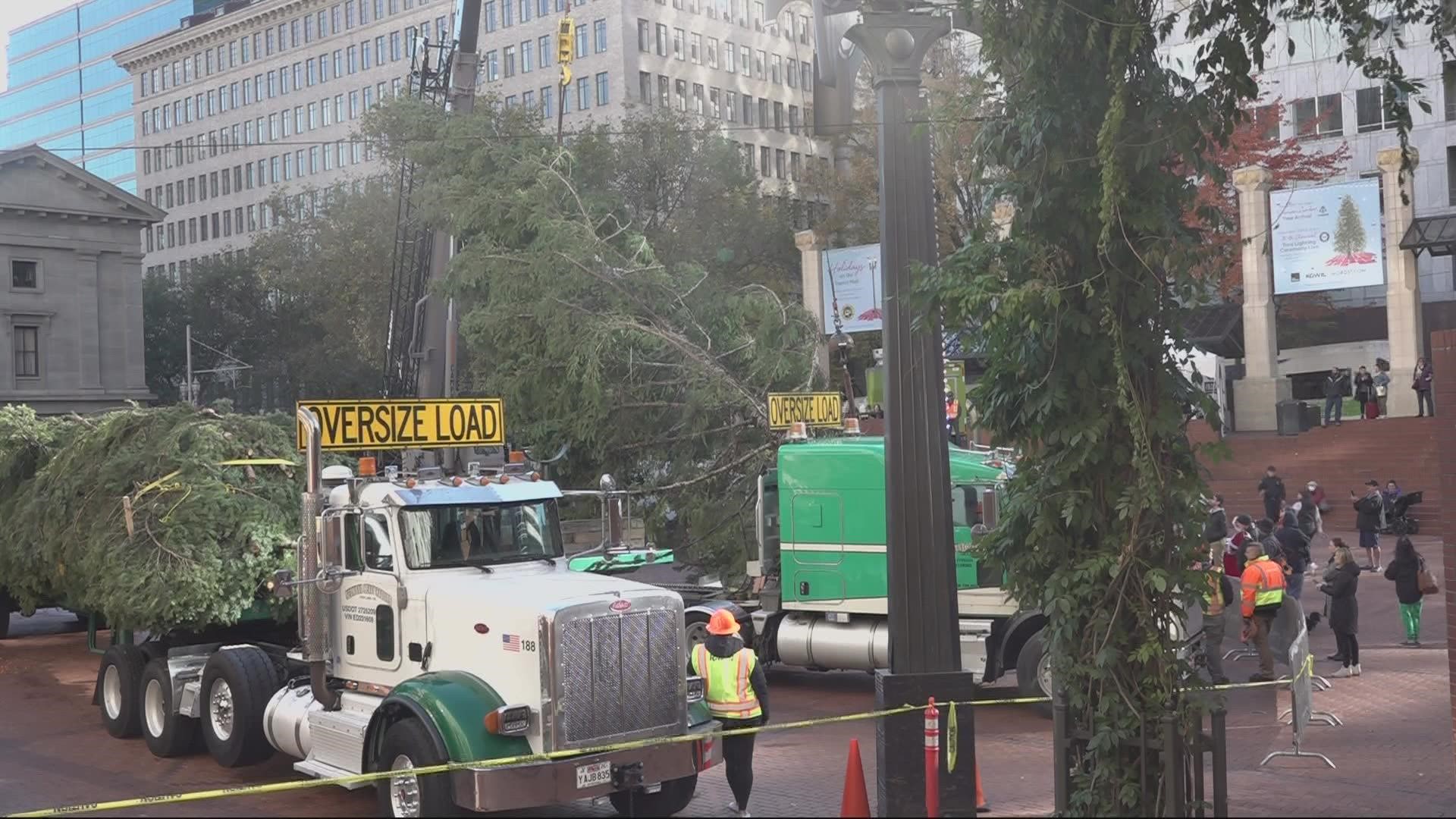 The 75-foot, 8,500-pound tree was delivered by Santa Claus Wednesday. A tree lighting will take place the day after Thanksgiving.