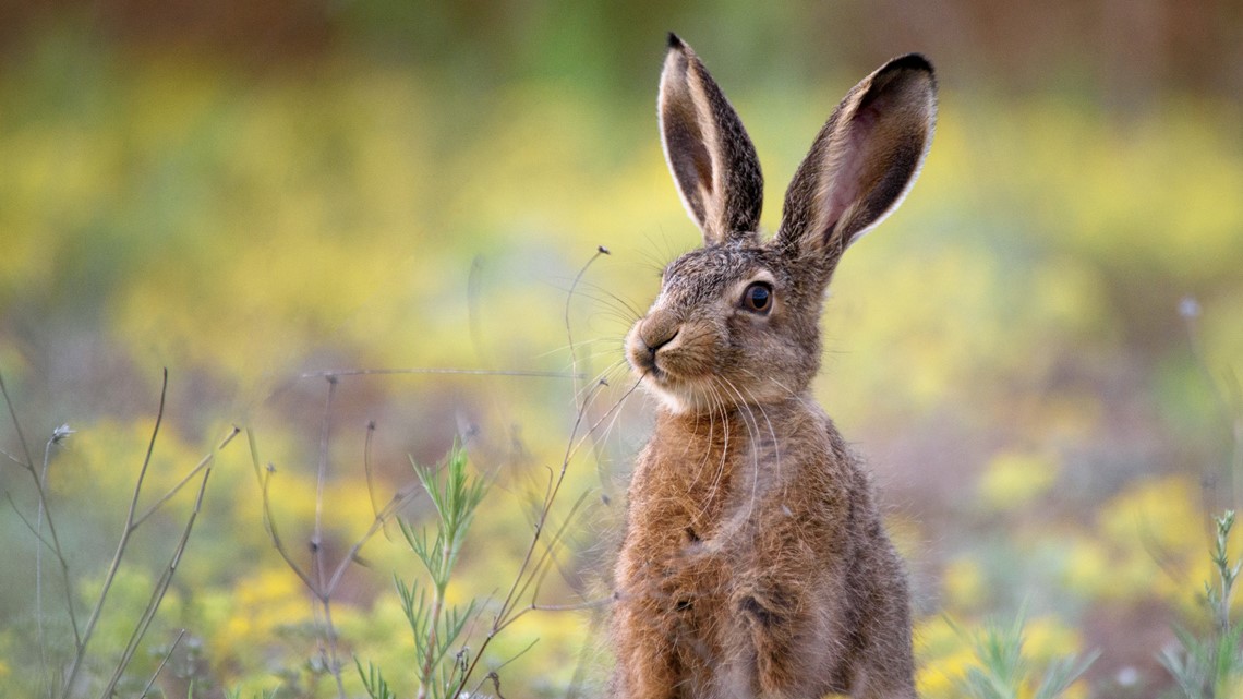 Wild Rabit Oregon Deadly virus detected in Oregon wild rabbit | kgw.com