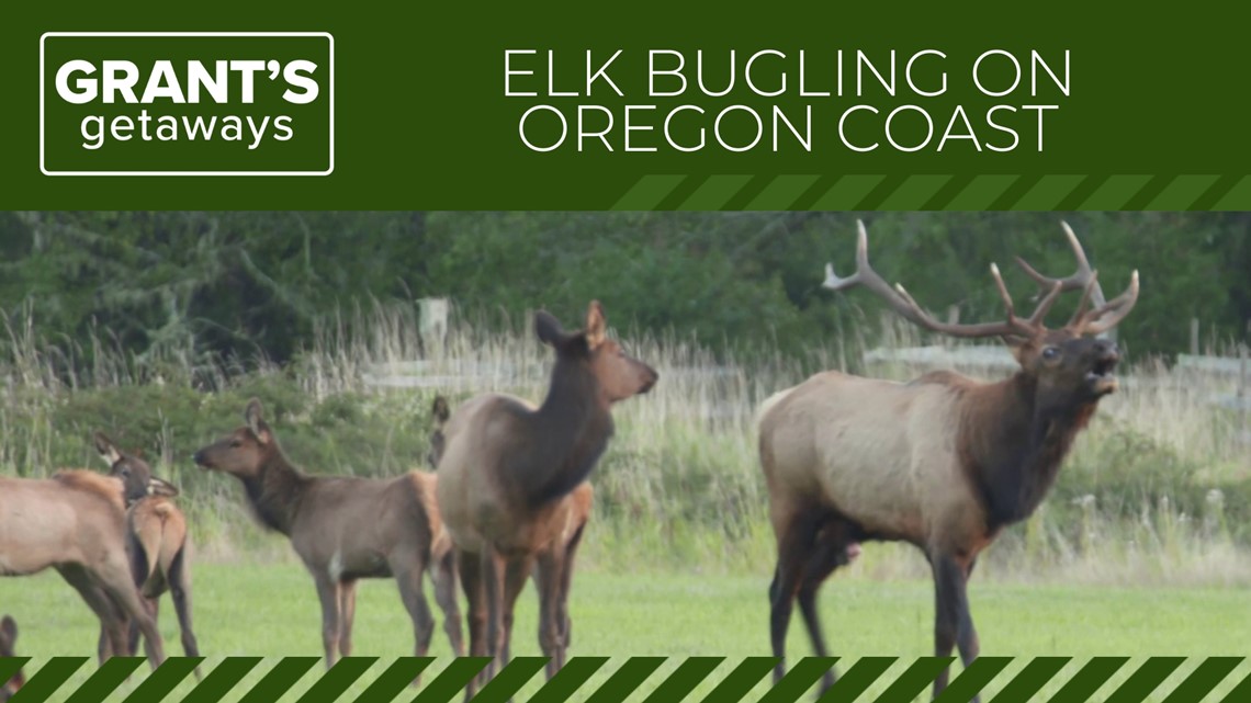 How to watch bugling bull elk | Grant's Getaways - Vimarsana News