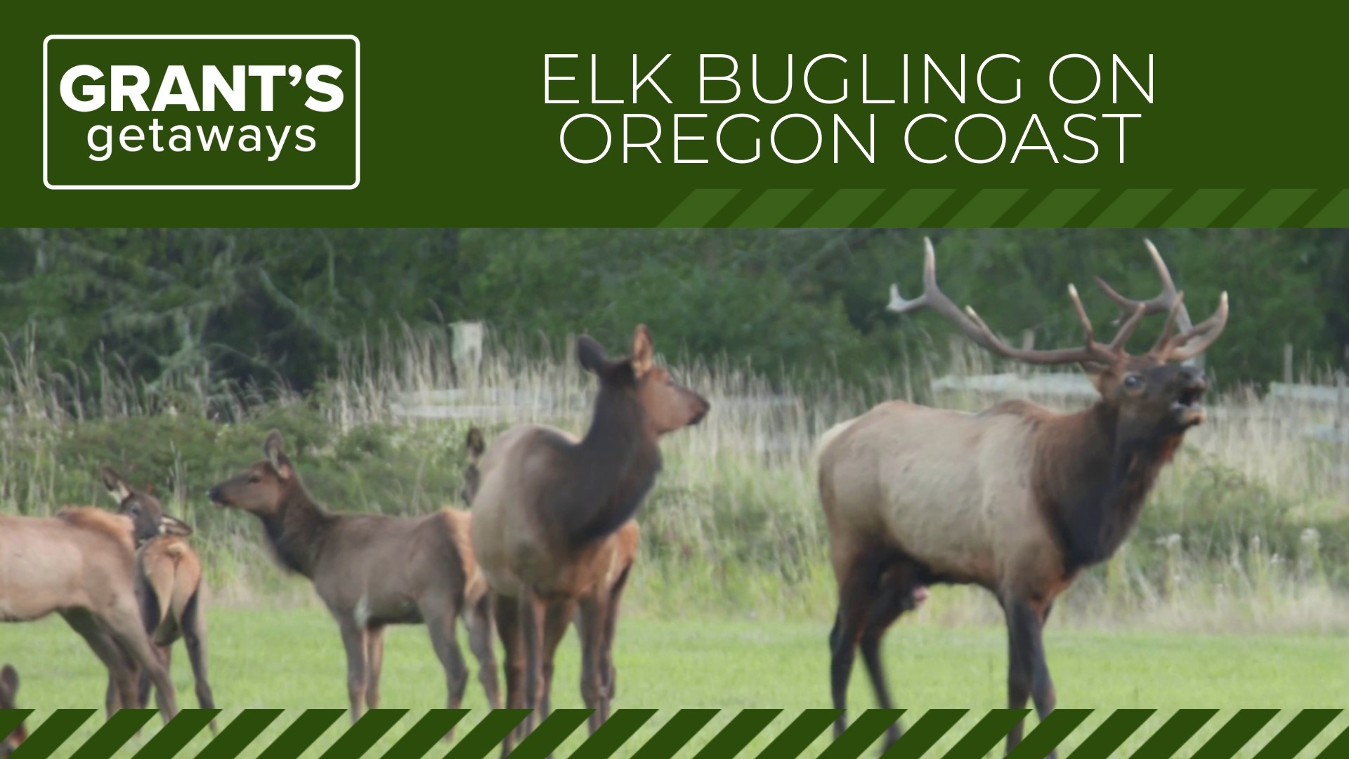 It's bull elk breeding season and that means peak time for viewing the animals. Grant McOmie visited three wildlife destinations around the coast range.
