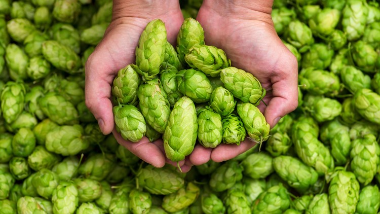 Oregon State researchers find regional differences in hops and resulting beer flavors, aromas