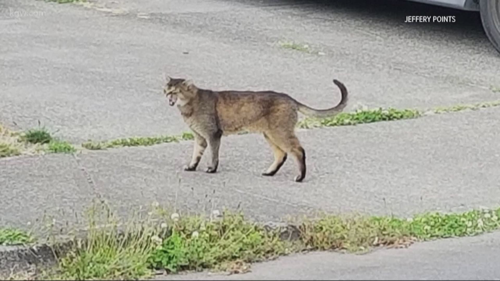 'Very substantial and fine-looking cat' mistaken for cougar in Battle Ground