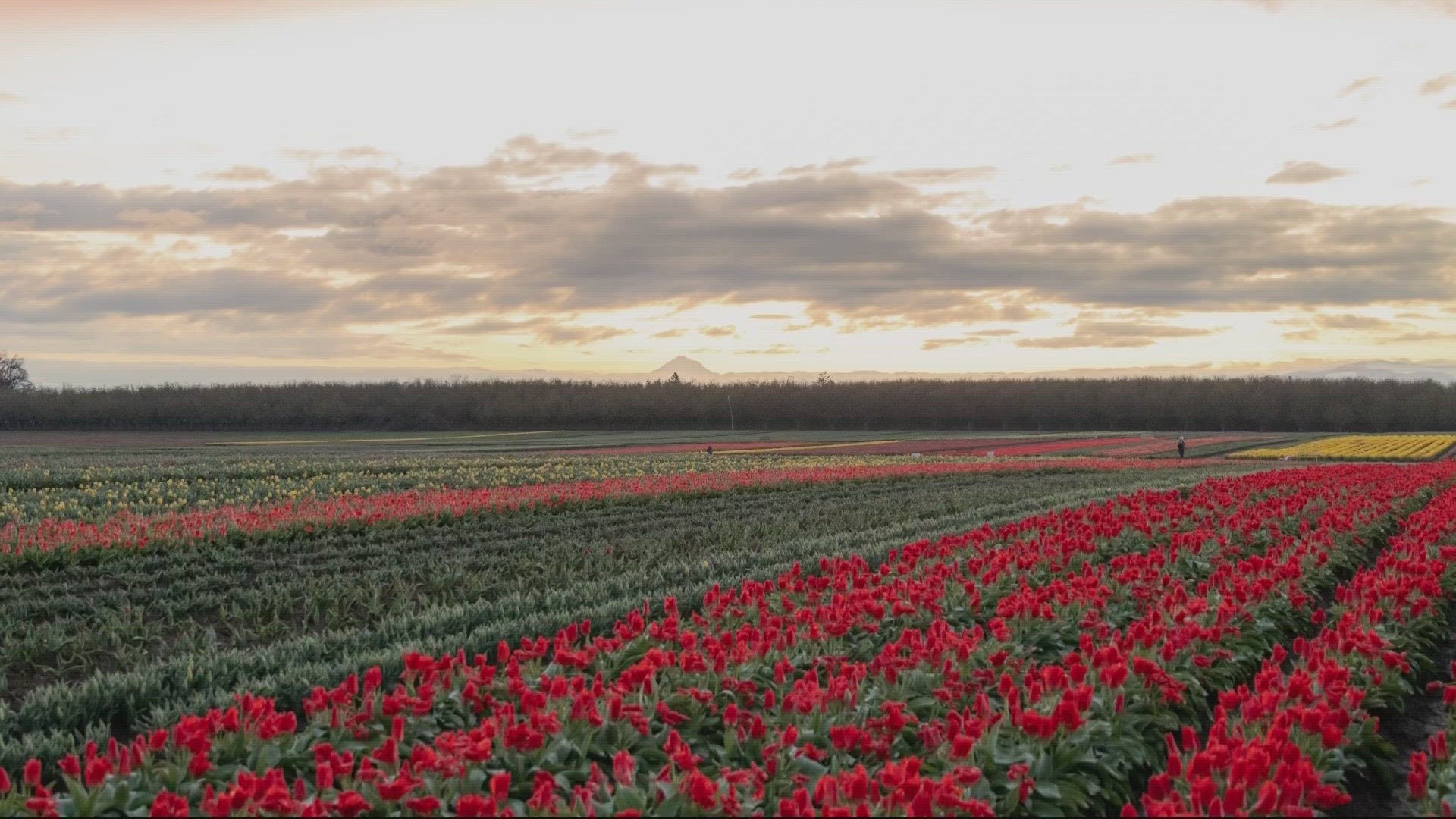 Wooden Shoe Tulip Festival extended by one week 
