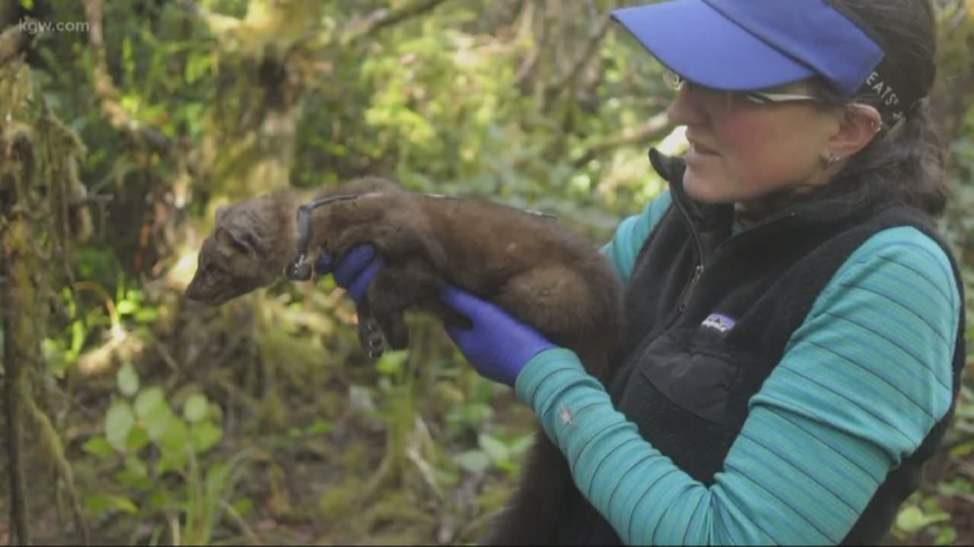 The rare coastal Martens are nearing extinction.