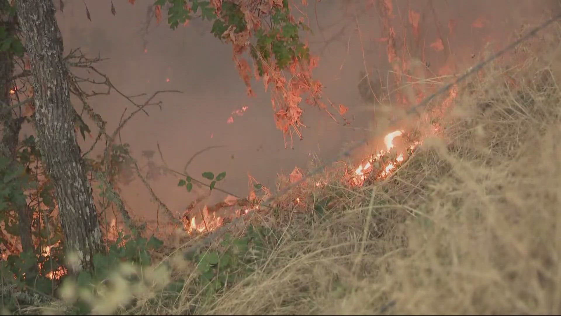 A cooler and wetter spring allowed more undergrowth to build up as fuel, and now a hot and dry summer is helping fires spread.