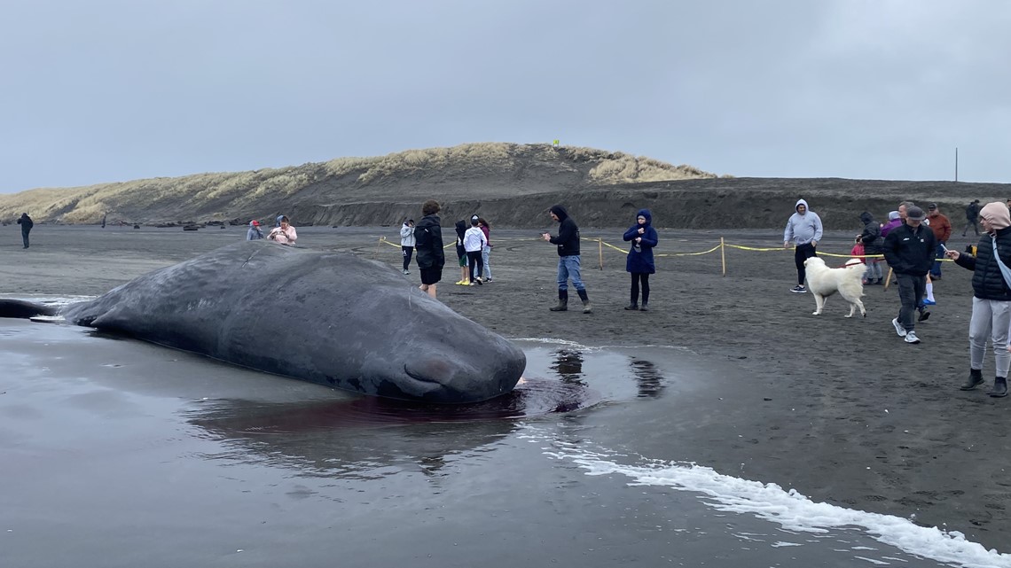 Third dead whale in a week washes up on Oregon coast - The San Diego  Union-Tribune