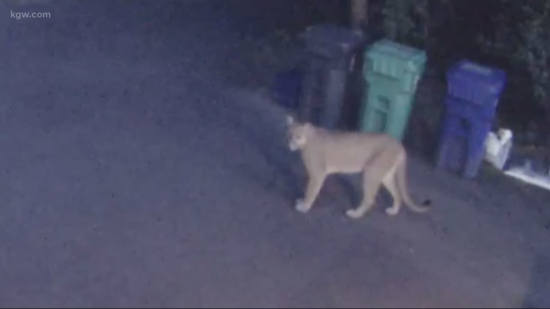 A cougar is roaming the woods around Tryon Creek State Park and the Dunthorpe neighborhood south of Portland.